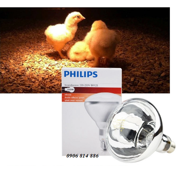 Bóng hồng ngoại Philips BR125 250W
